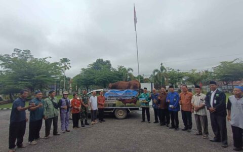 Sapi Kurban Presiden Tiba di Sintang, Diserahkan untuk Masjid Al Mubarokah